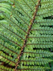 Polystichum vestitum