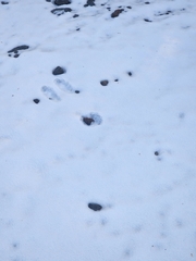 Lepus americanus