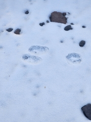 Lepus americanus