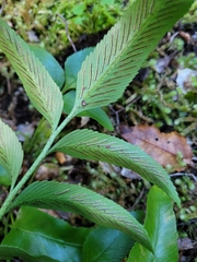 Asplenium oblongifolium