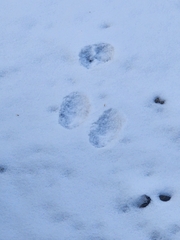 Lepus americanus