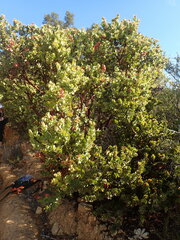 Arctostaphylos refugioensis