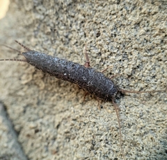 Allacrotelsa spinulata