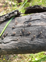 Dolichoderus scabridus