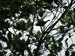 Tangara cyanocephala