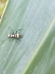 Polyrhachis cupreata