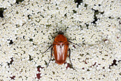 Leucocelis rubra