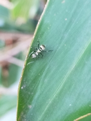 Polyrhachis cupreata