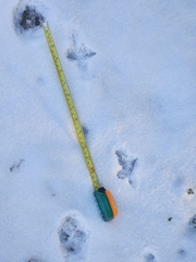 Canachites canadensis