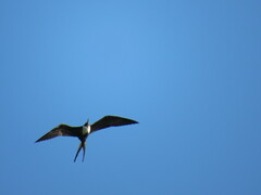 Fregata magnificens