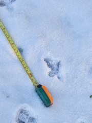 Canachites canadensis