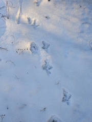 Canachites canadensis