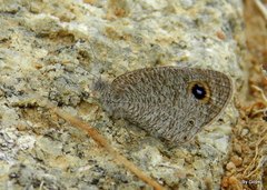 Ypthima asterope