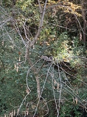 Sciurus carolinensis