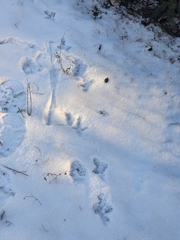 Canachites canadensis