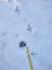 Canachites canadensis