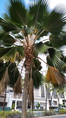 Pritchardia