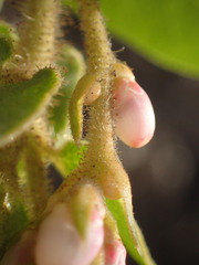 Arctostaphylos refugioensis