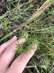 Haloragis heterophylla