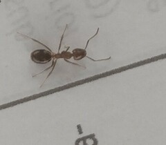 Dolichoderus diversus