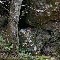 Cardinalis cardinalis