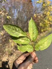 Sambucus racemosa