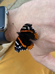 Vanessa atalanta
