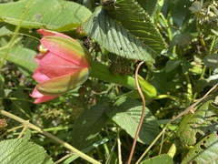Passiflora