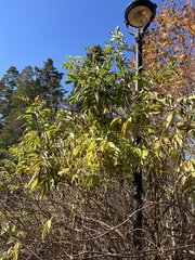 Sambucus racemosa