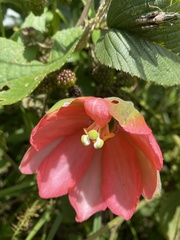 Passiflora