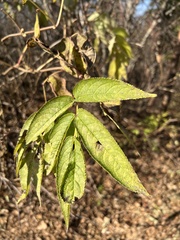 Sambucus racemosa