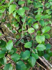 Nothofagus truncata