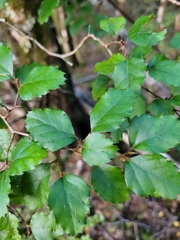 Nothofagus truncata