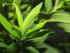 Scaphytopius frontalis