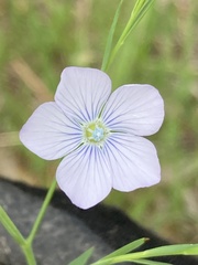 Linum bienne