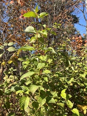 Cornus sericea