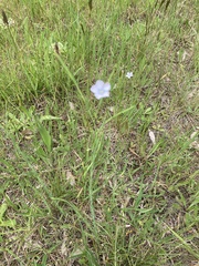Linum bienne