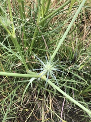 Eryngium ovinum