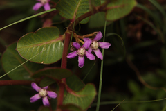 Raphionacme hirsuta