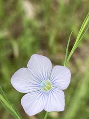 Linum bienne