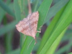 Phalaenostola metonalis