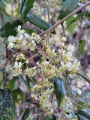Rubus schmidelioides