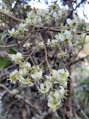 Rubus schmidelioides