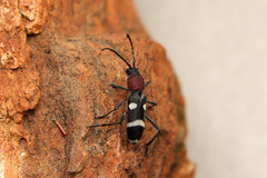 Chlorophorus deterrens