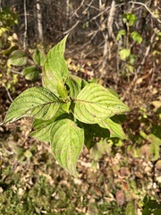 Cornus sericea