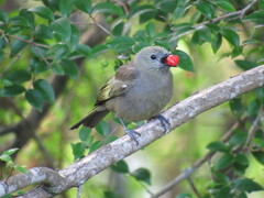 Thraupis palmarum