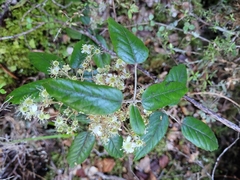 Rubus schmidelioides