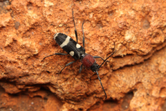 Chlorophorus deterrens