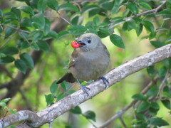 Thraupis palmarum