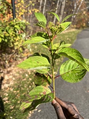 Cornus sericea